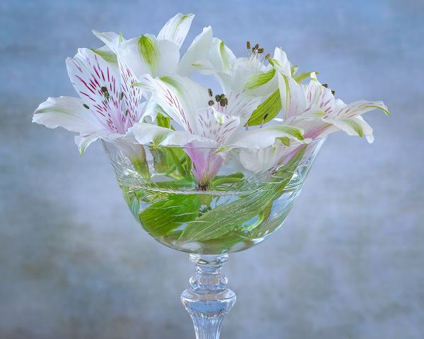 Jaynes Gallery 아티스트의 USA-Washington State-Seabeck Alstroemeria blossoms in vase작품입니다.
